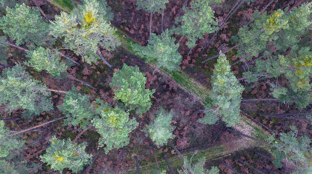 Viele vor wenigen Jahren gepflanzte Buchen stehen mit braunen Blättern in Bodennähe in einem über die nächsten zwei Jahrzehnte absterbenden Kiefernwald (Aufnahme mit Drohne). / Foto: Daniel Löb/dpa