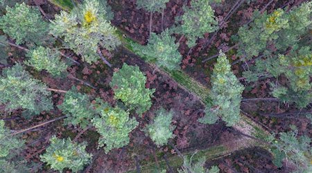 Viele vor wenigen Jahren gepflanzte Buchen stehen mit braunen Blättern in Bodennähe in einem über die nächsten zwei Jahrzehnte absterbenden Kiefernwald (Aufnahme mit Drohne). / Foto: Daniel Löb/dpa