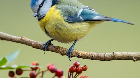 Eine Blaumeise sitzt auf einem Ast in einem Garten. / Foto: Patrick Pleul/dpa-Zentralbild/dpa