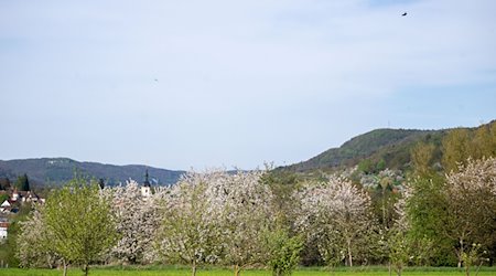 Ein Gleitschirmflieger schwebt über zahlreiche Kirschbäume hinweg, die an einer Landstraße stehen. / Foto: Pia Bayer/dpa