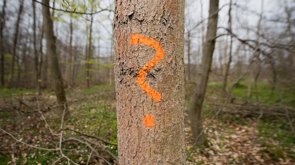 Ein Förster hat eine von einem Pilz befallene Esche in einem Wald markiert. / Foto: Julian Stratenschulte/dpa