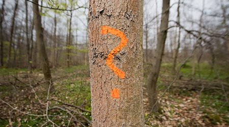 Ein Förster hat eine von einem Pilz befallene Esche in einem Wald markiert. / Foto: Julian Stratenschulte/dpa