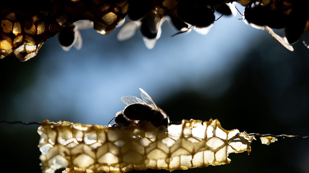 Honigbienen sitzen auf einer Wabe. / Foto: Sebastian Gollnow/dpa/Archivbild