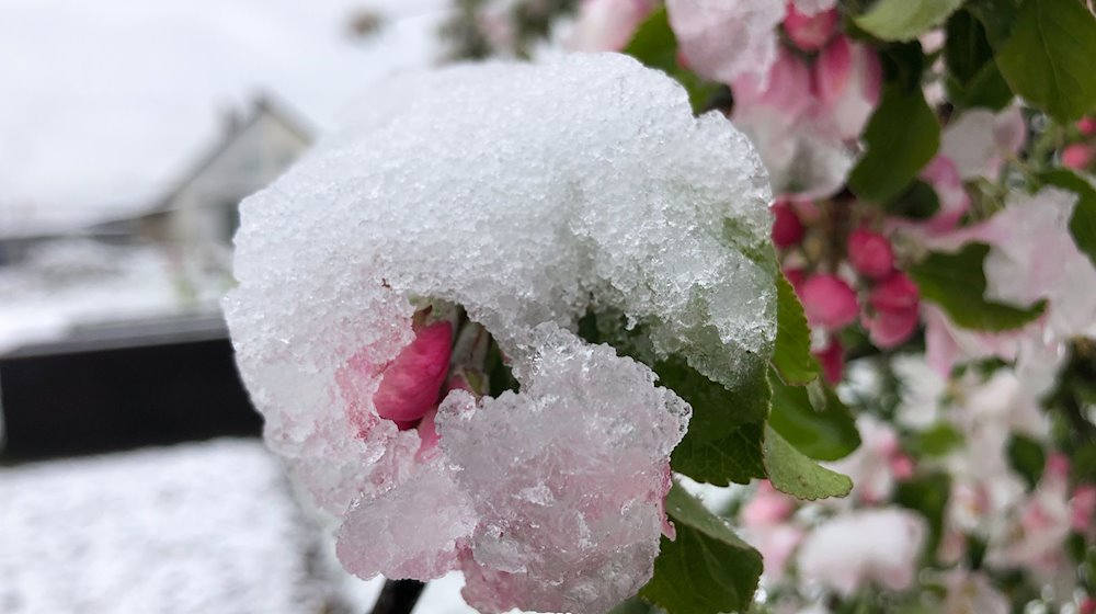 Die Blüten eines Apfelbaums in einem Garten in Bamberg sind mit Schnee bedeckt. / Foto: David Hutzler/dpa