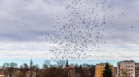 Tauben fliegen am bedeckten Himmel über dem Grenzfluss Neiße, der zwischen der deutschen Stadt Guben und dem polnischen Gubin fließt. / Foto: Frank Hammerschmidt/dpa/Archivbild