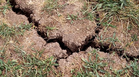 Der Boden auf einer Wiese hat Risse bekommen und das Gras ist trocken. / Foto: Daniel Vogl/dpa/Archivbild