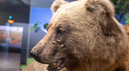 Der ausgestopfte Braunbär «Bruno» wird im Museum Mensch und Natur ausgestellt. / Foto: Peter Kneffel/dpa