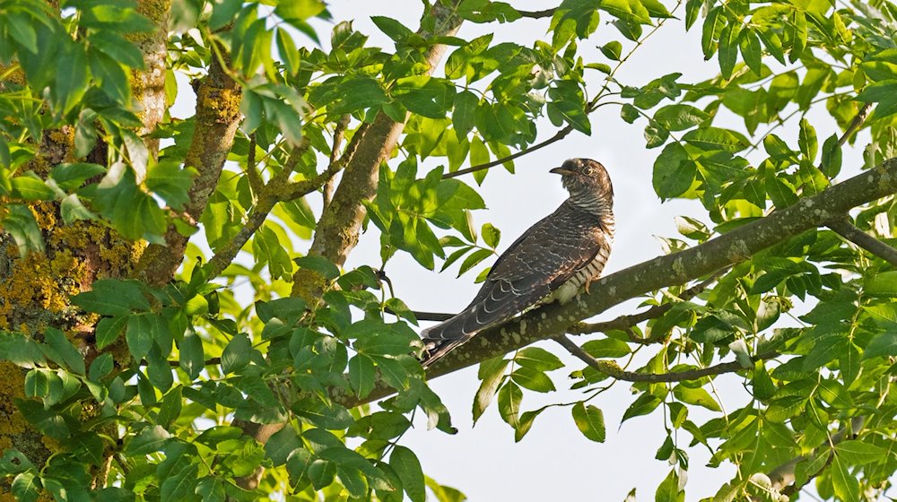 Ein Kuckuck (Cuculus canorus) sitzt zwischen Blättern auf einem Ast in einem Baum. / Foto: Wolfram Steinberg/dpa