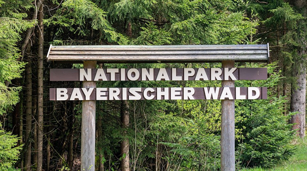 Ein Schild mit der Aufschrift «Nationalpark Bayerischer Wald» steht am Waldrand. / Foto: Armin Weigel/dpa
