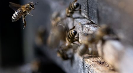 Honigbienen fliegen in der Innenstadt einen Bienenstock an. / Foto: Sven Hoppe/dpa/Symbolbild