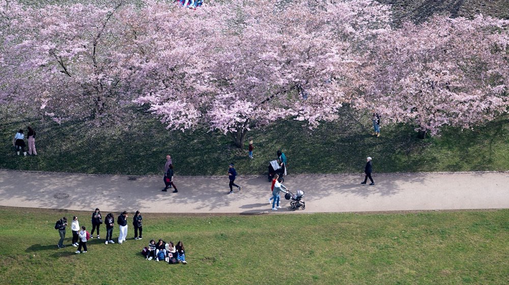 Menschen schauen sich im Olympiapark die Kirschblüten an. / Foto: Sven Hoppe/dpa