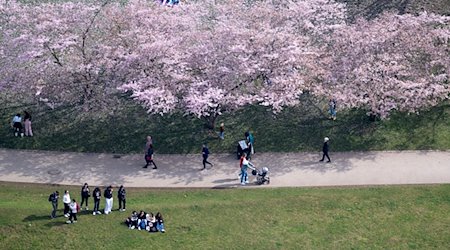 Menschen schauen sich im Olympiapark die Kirschblüten an. / Foto: Sven Hoppe/dpa