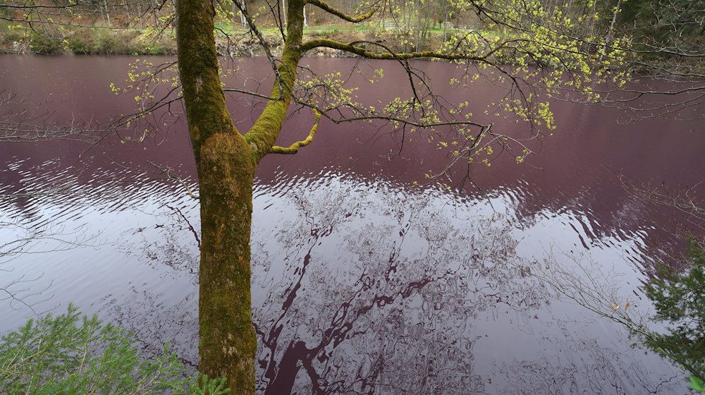 Lila gefärbt ist das Wasser des Gipsbruchweihers. / Foto: Karl-Josef Hildenbrand/dpa