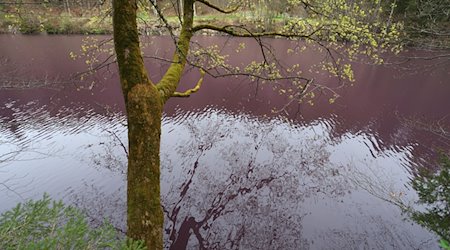 Lila gefärbt ist das Wasser des Gipsbruchweihers. / Foto: Karl-Josef Hildenbrand/dpa