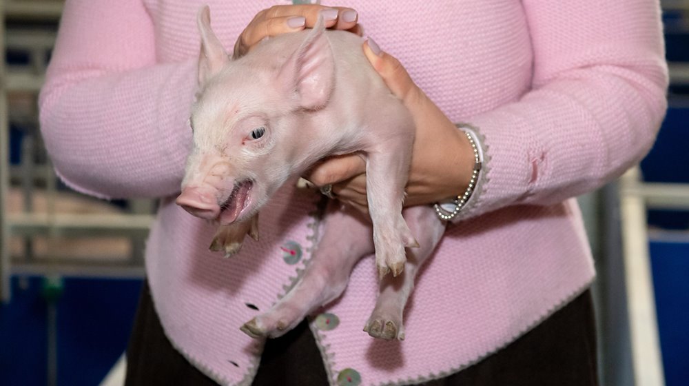 Michaela Kaniber (CSU), Landwirtschaftsministerin von Bayern, hält in einem Stall ein Ferkel auf dem Arm. / Foto: Sven Hoppe/dpa