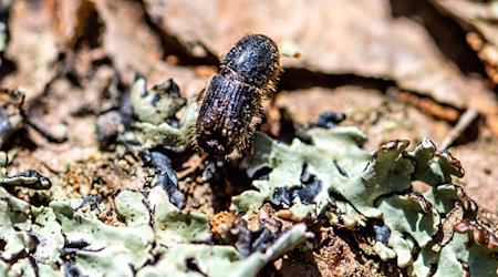 Ein Borkenkäfer im Nationalpark Bayerischer Wald. / Foto: Armin Weigel/dpa