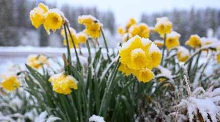 Schnee liegt auf gelben Narzissen, auch Osterglocken genannt, die am Straßenrand stehen. / Foto: Marius Bulling/dpa