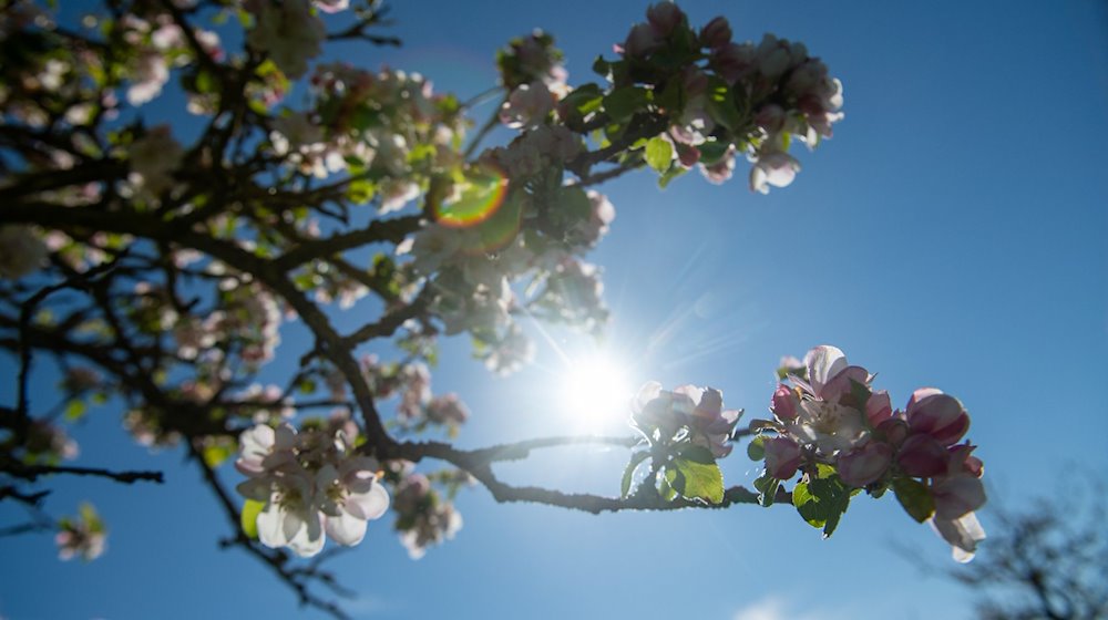 Die Sonne kommt vor blauem Himmel hinter Apfelblüten hervor. / Foto: Stefan Puchner//dpa