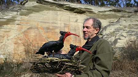 Biologe Johannes Fritz vom Waldrapp-Team hält ein Nest in den Händen, auf denen zwei Waldrapp-Attrappen angebracht sind. / Foto: Felix Kästle/dpa