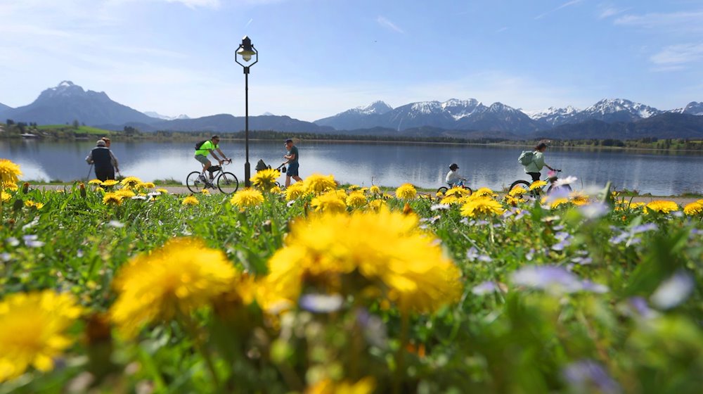 Ausflügler genießen hinter einer Blumenwiese die sommerlichen Temperaturen am Ufer des Hopfensees. / Foto: Karl-Josef Hildenbrand/dpa/Symbolbild