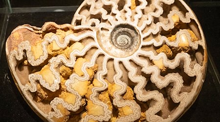Ein Querschnitt durch einen Ammoniten ist vor der Eröffnung der Sonderausstellung "Ammonite Masterpieces" in einer Vitrine zu sehen. / Foto: Peter Kneffel/dpa