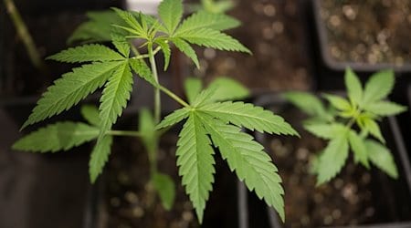 Ob im Haus oder im Garten: Hanf ist ziemlich genügsam, robust und verzeiht einiges an Fehlern. / Foto: Sebastian Gollnow/dpa