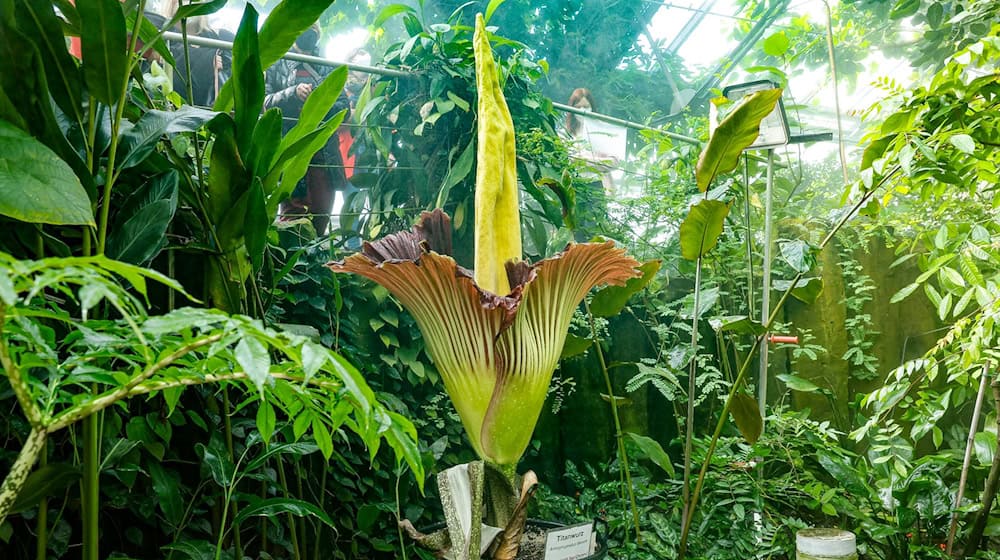 Die Blüte der Titanwurz. Die von der indonesischen Insel Sumatra stammende Titanwurz (Amorphophallus titanum) gilt nach Angaben auf der Homepage der Uni Bayreuth als größte Blume der Welt. / Foto: Daniel Löb/dpa/Archivbild