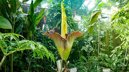 Die Blüte der Titanwurz. Die von der indonesischen Insel Sumatra stammende Titanwurz (Amorphophallus titanum) gilt nach Angaben auf der Homepage der Uni Bayreuth als größte Blume der Welt. / Foto: Daniel Löb/dpa/Archivbild