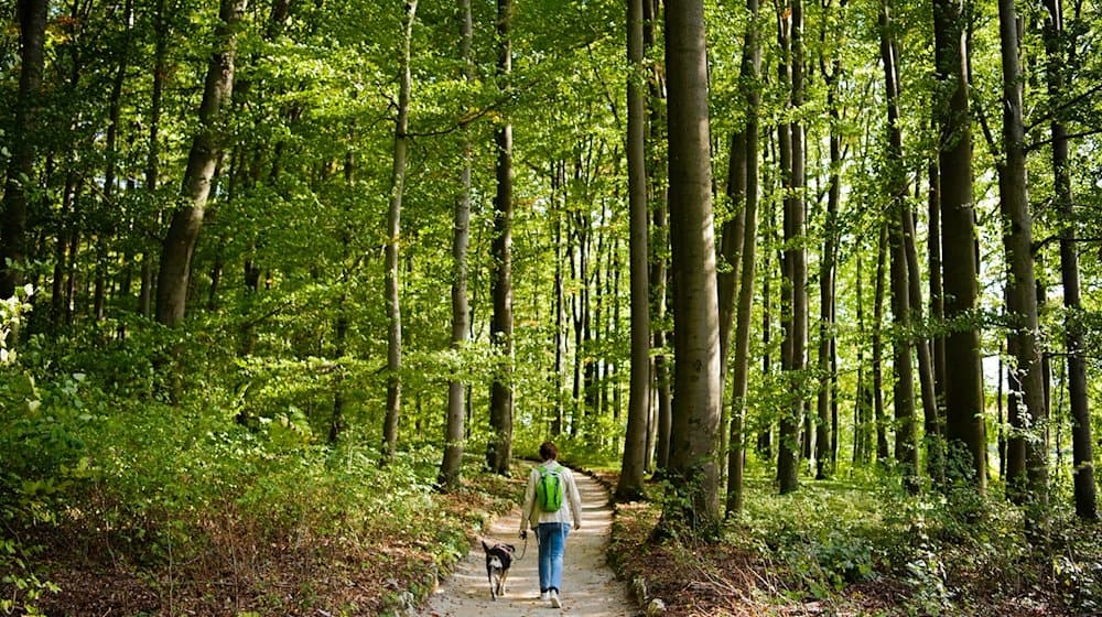 Eine Frau geht mit einem Hund durch ein Waldstück. / Foto: Nicolas Armer/dpa/Archiv