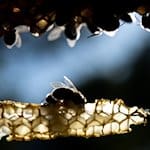 Gesunde Honigbienen sitzen auf einer Wabe. / Foto: Sebastian Gollnow/dpa/Archivbild