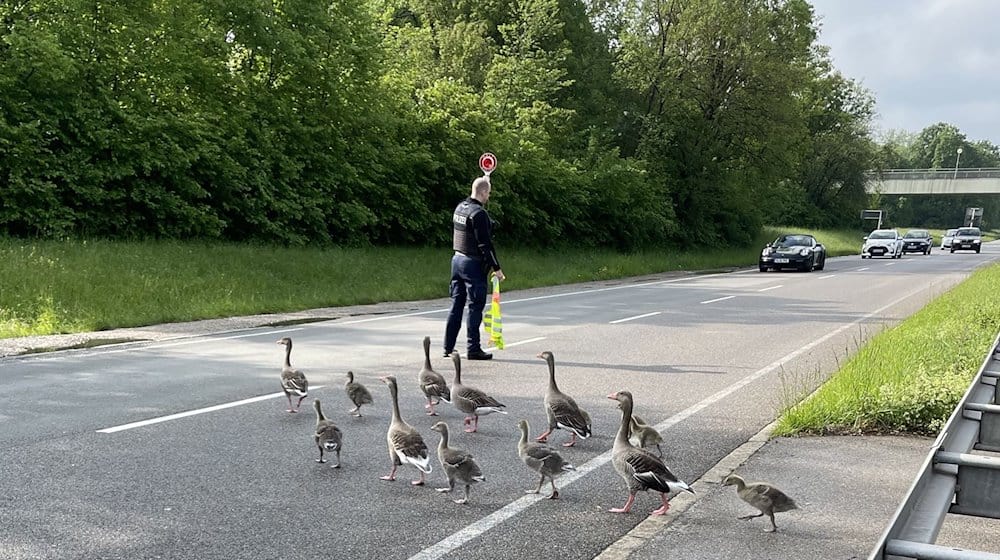 Bundespolizei stoppt Verkehr für Gänsefamilie