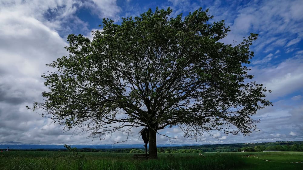 Ein Wegkreuz und eine Buche stehen bei wechselhaftem Wetter auf einer Wiese im Landkreis Rosenheim. / Foto: Uwe Lein/dpa