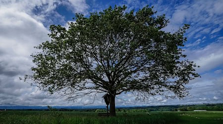 Ein Wegkreuz und eine Buche stehen bei wechselhaftem Wetter auf einer Wiese im Landkreis Rosenheim. / Foto: Uwe Lein/dpa