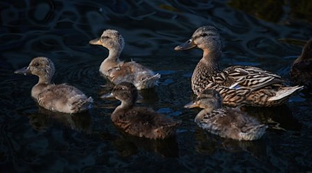 Eine Entenfamilie schwimmt auf einem See. / Foto: Bernd Thissen/dpa