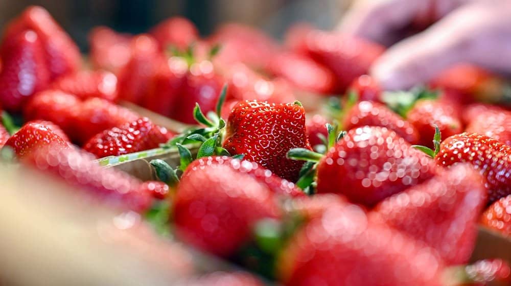 Beim Beerenhof Ell werden frisch geerntete Erdbeeren gezeigt. / Foto: Uli Deck/dpa