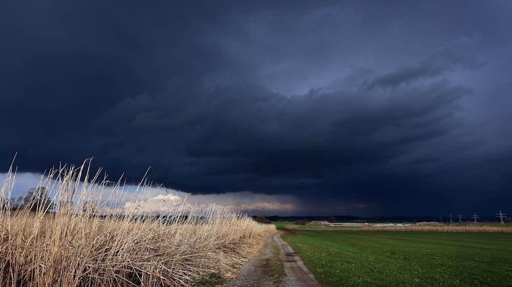 Gewitterwolken ziehen über ein Feld mit Schilf, welches noch von der Sonne beschienen wird. / Foto: Karl-Josef Hildenbrand/dpa