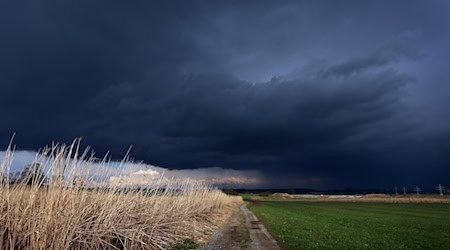 Gewitterwolken ziehen über ein Feld mit Schilf, welches noch von der Sonne beschienen wird. / Foto: Karl-Josef Hildenbrand/dpa