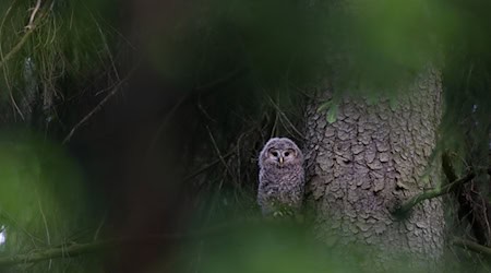Ein junger Habichtskauz sitzt in einem Baum im Naturpark Steinwald. Bei einem Monitoring im Naturpark Steinwald wurden in diesem Frühjahr zwei Brutpaare mit insgesamt fünf Jungtieren entdeckt. / Foto: -/HHM-Photography/VLAB/dpa