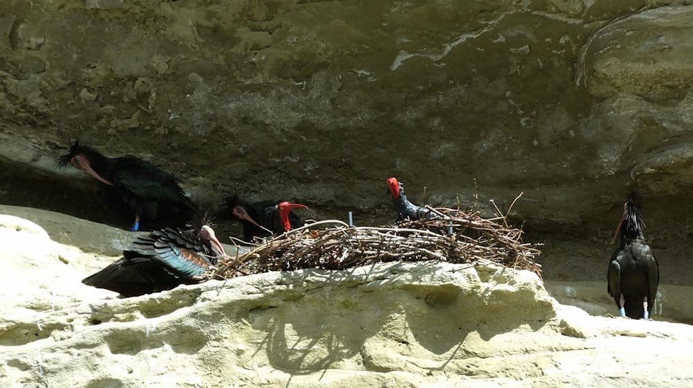 Waldrappe nisten in einer Felsnische in Überlingen am Bodensee neben Vogel-Attrappen. Die Tiere sind Teil eines Auswilderungsprojekts. Die Waldrapp-Attrappen sollten sie zum Nisten in die Nische locken. / Foto: Anna-Gabriela Schmalstieg/Waldrapp-Team/dpa