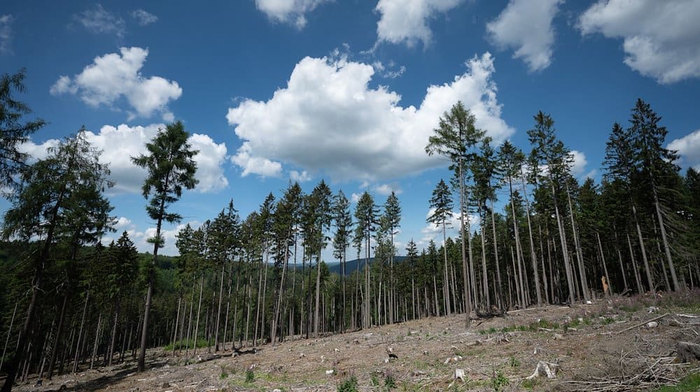 Trockene Bäume liegen in einer kahlen Stelle im Wald. / Foto: Sebastian Gollnow/dpa/Symbolbild