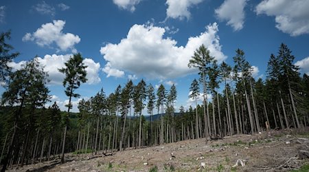 Trockene Bäume liegen in einer kahlen Stelle im Wald. / Foto: Sebastian Gollnow/dpa/Symbolbild