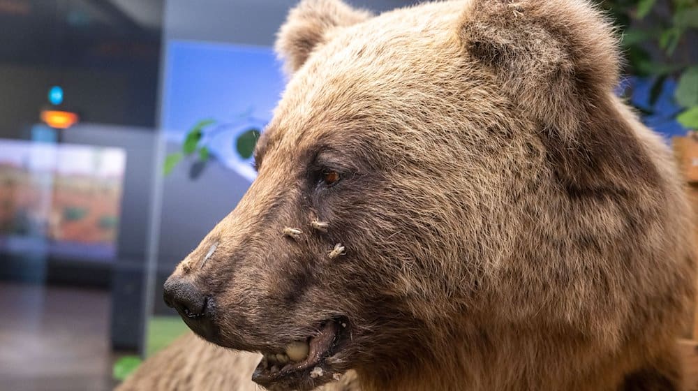 Der ausgestopfte Braunbär «Bruno» wird im Museum Mensch und Natur ausgestellt. / Foto: Peter Kneffel/dpa