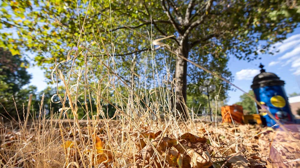 Vertrocknetes Gras und Blätter liegen an einer Grünanlage unter einem Baum in der Stadt. Computermodelle, Sensoren und Funktechnik sollen Stadtbäume in den zunehmend heißen und trockenen Sommern schützen. / Foto: Daniel Karmann/dpa
