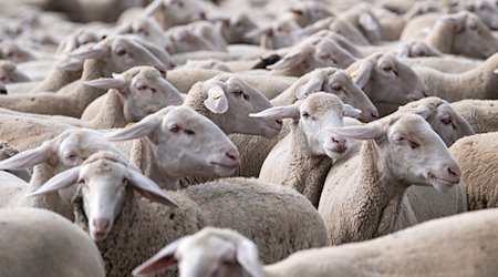Zug erfasst Schafsherde im Allgäu - neun Tiere getötet