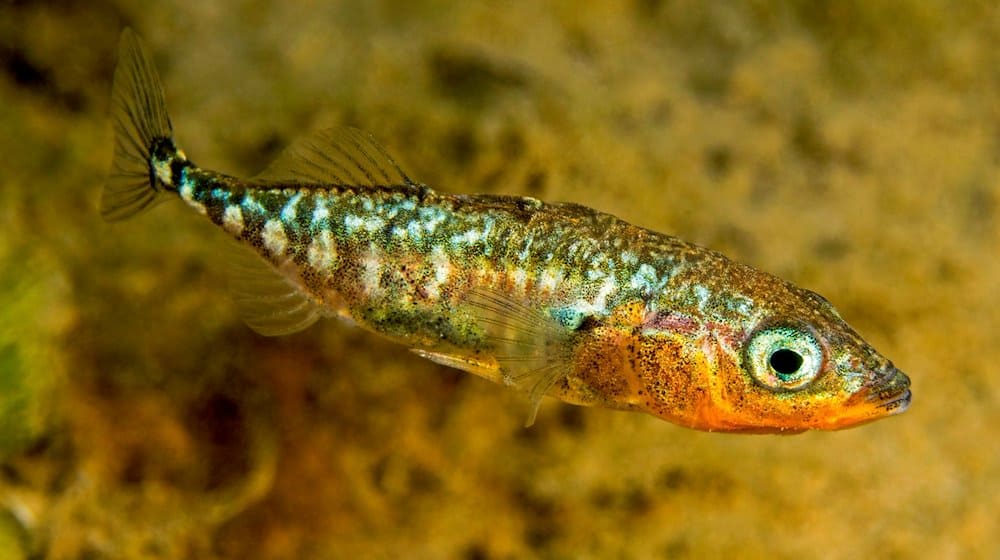 Ein "Dreistachliger Stichling", der jetzt zum Fisch des Jahres 2018 gewählt wurde. / Foto: DAFV/Herbert Frei/dpa/Archivbild