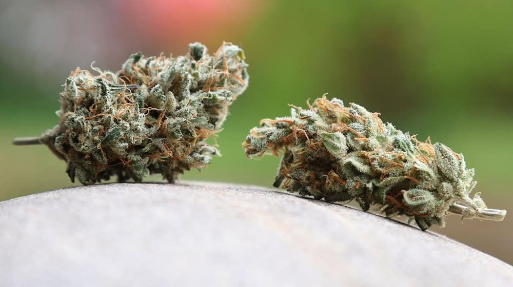 Getrocknete Cannabis-Blüten liegen auf einem Stein. / Foto: Karl-Josef Hildenbrand/dpa