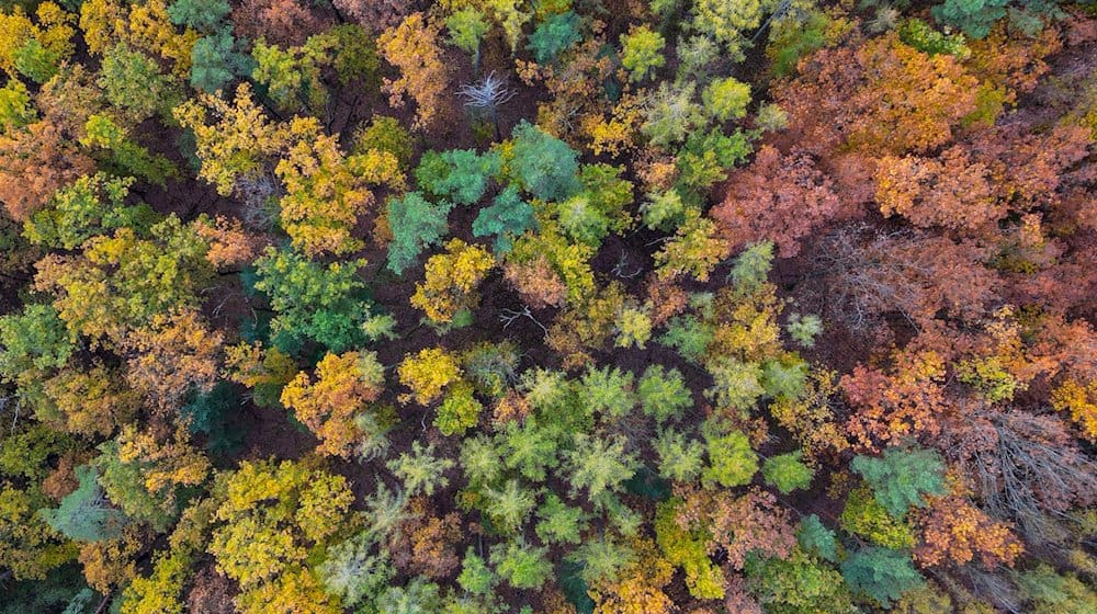 Ein Wald aus Laubbäumen. / Foto: Patrick Pleul/dpa/Symbolbild