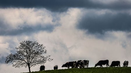 Kühe grasen auf einem Feld. / Foto: Oliver Berg/dpa