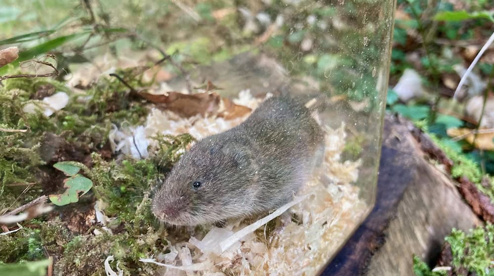 Dieses vom Bayerischen Landesamt für Umwelt zur Verfügung gestellte Foto zeigt eine Bayerische Kurzohrmaus (Microtus bavaricus) in einer Lebendfalle. Der Fund belegt nach Angaben des bayerischen Landesamts für Umwelt ein Vorkommen der verschollen geglaubten Tiere im Freistaat. / Foto: David Stille/Bayerisches Landesamt für Umwelt/dpa