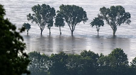Bäume stehen im Hochwasser der Donau. In einigen Hochwassergebieten in Süddeutschland entschärft sich die Lage, an der unteren Donau bleibt sie gespannt. / Foto: Armin Weigel/dpa